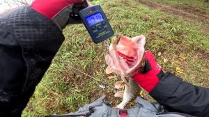 КЛЯЗЬМА: МНЕ ВСЕГДА БЫЛО ИНТЕРЕСНО КЛЮЕТ ЛИ В ДОЖДЬ РЫБА ИЛИ НЕТ?