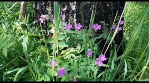 Н  Некрасов  "Русь"  Отрывок из поэмы "Кому на Руси жить хорошо" #гражданскаялирика  #поэты19века