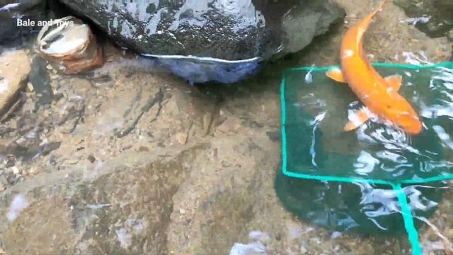 Menangkap ikan Koi Asli, koi slayer, kura-kura, ikan hias, buaya, kepiting, louhan, bebek смотреть онлайн