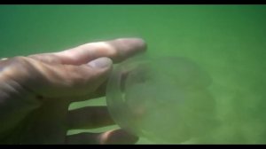 Подводный мир Крым 1