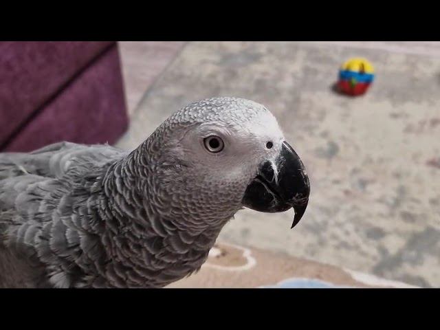 Серый Попугай Маркиз. 19