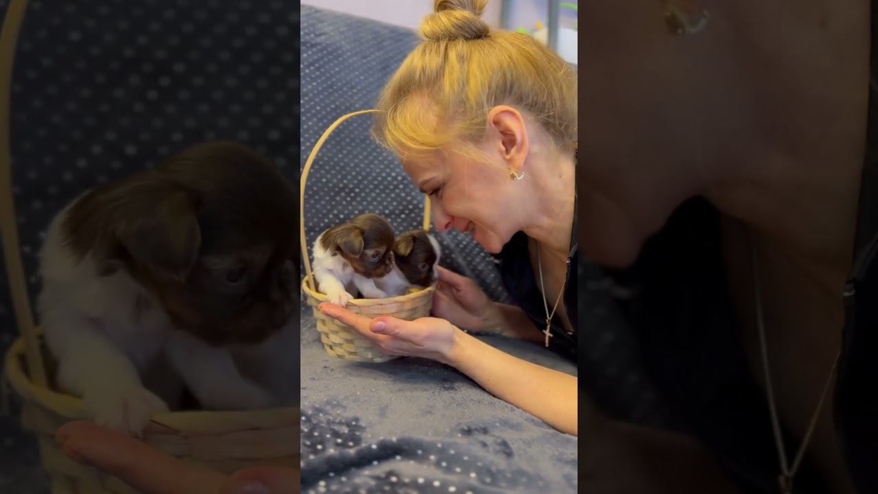 Собакотерапия от AppleDog Мальчики биро йорки свободны! ☎️89101888188 Ольга
