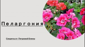 Пеларгония! Секреты красоты!