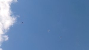 ЧЕРНАНОСЫЕ НАЧИНАЮТ ОТКРЫВАТСЯ МОЛОДЁЖЬ.СРЕДНЕАЗИАТСКИЕ ГОЛУБИ.ГОЛУБИ НОВОАЛЕКСАНДРОВСКА. АЛЕКСЕЙ.