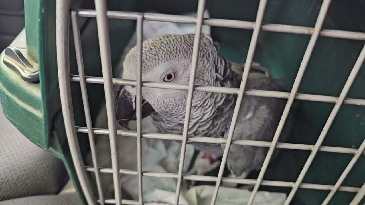 Серый Попугай Маркиз. Едет в гости. 33