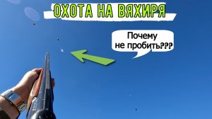 ОХОТА на ВЯХИРЯ состоялась. РЕКОРД побит! ПУХ летит, вяхирь в БРОНЕ. Плохие ПАТРОНЫ?