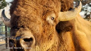 Уже БЫВШАЯ семья Анфисы. Зеленый самец и гибридная самка. А где ДЕД - мы не знали. ОПАСНЫЙ БИЗОН!