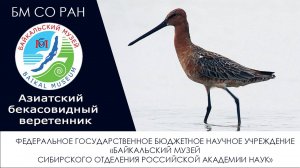 По страницам красной книги (Видео №1): АЗИАТСКИЙ БЕКАСОВИДНЫЙ ВЕРЕТЕННИК