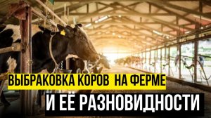 Выбраковка коров на ферме и её разновидности 
 | Gdemoloko