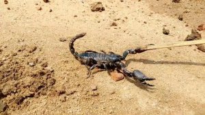 Emperor scorpion