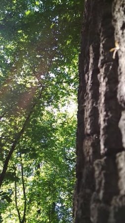 🌸🌻🌹 magical 🌷 forest 🌲 🌲 🌲 glades , волшебный мир леса