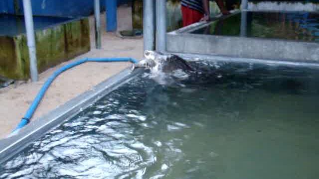 Шри Ланка Черепахи смотреть онлайн