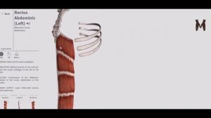 6. Мышцы живота- детальный обзор 3д