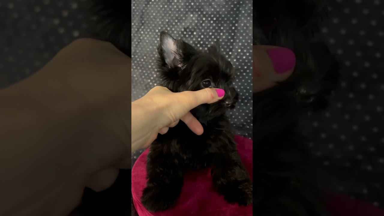 Эксклюзив! Чисто черный йорк! 3 мес. Взрослый вес 2.5 кг
