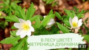 В ЛЕСУ ЦВЕТЁТ ВЕТРЕНИЦА ДУБРАВНАЯ. АПРЕЛЬ 2023г.