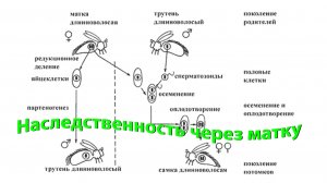 Профессор Кашковский: Передается ли наследственность по женской линии через матку?
