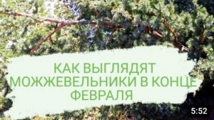 КАК ВЫГЛЯДЯТ МОЖЖЕВЕЛЬНИКИ В КОНЦЕ ФЕВРАЛЯ. 26.02.2023 г.