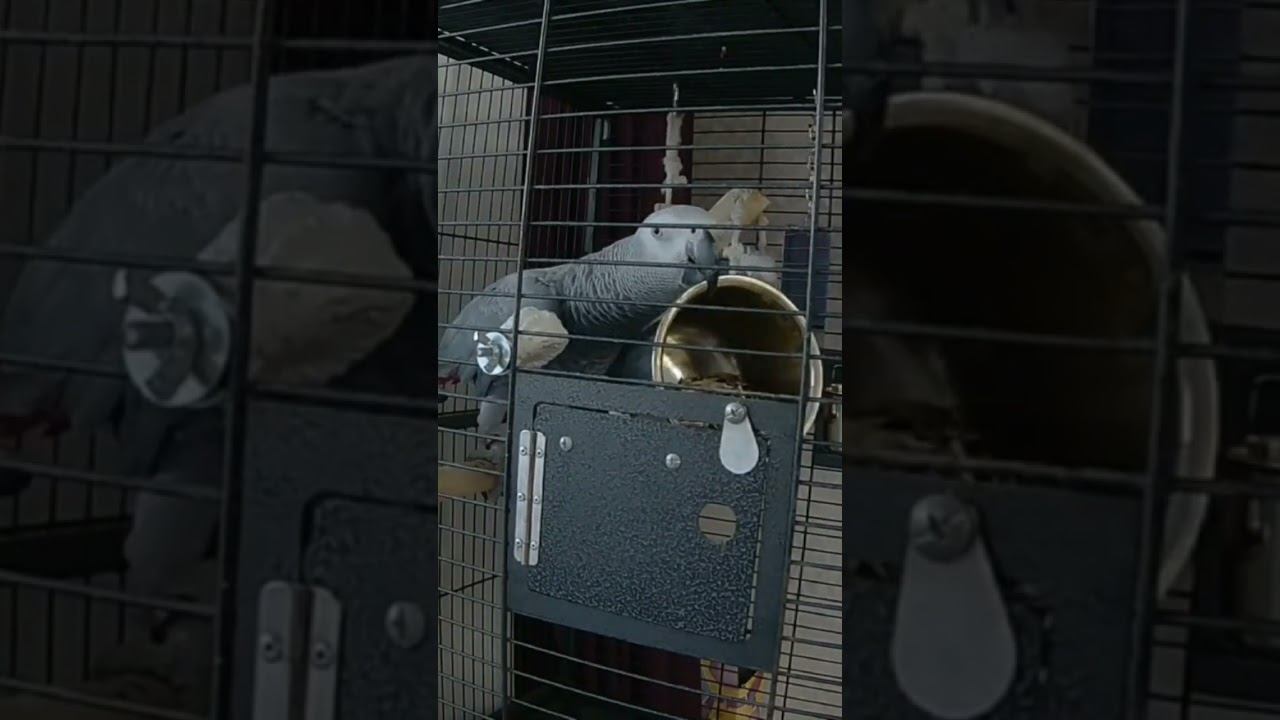 Серый Попугай Маркиз, Жако, балуется. #parrot #попугай #популярное  #животные #интересно #россия
