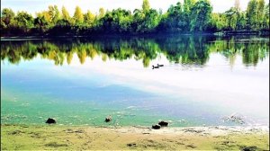 bird 🐦 🐦 🐦 city  птицы в городе лебеди страусы пеликаны фламинго  утки голуби дятел весна,