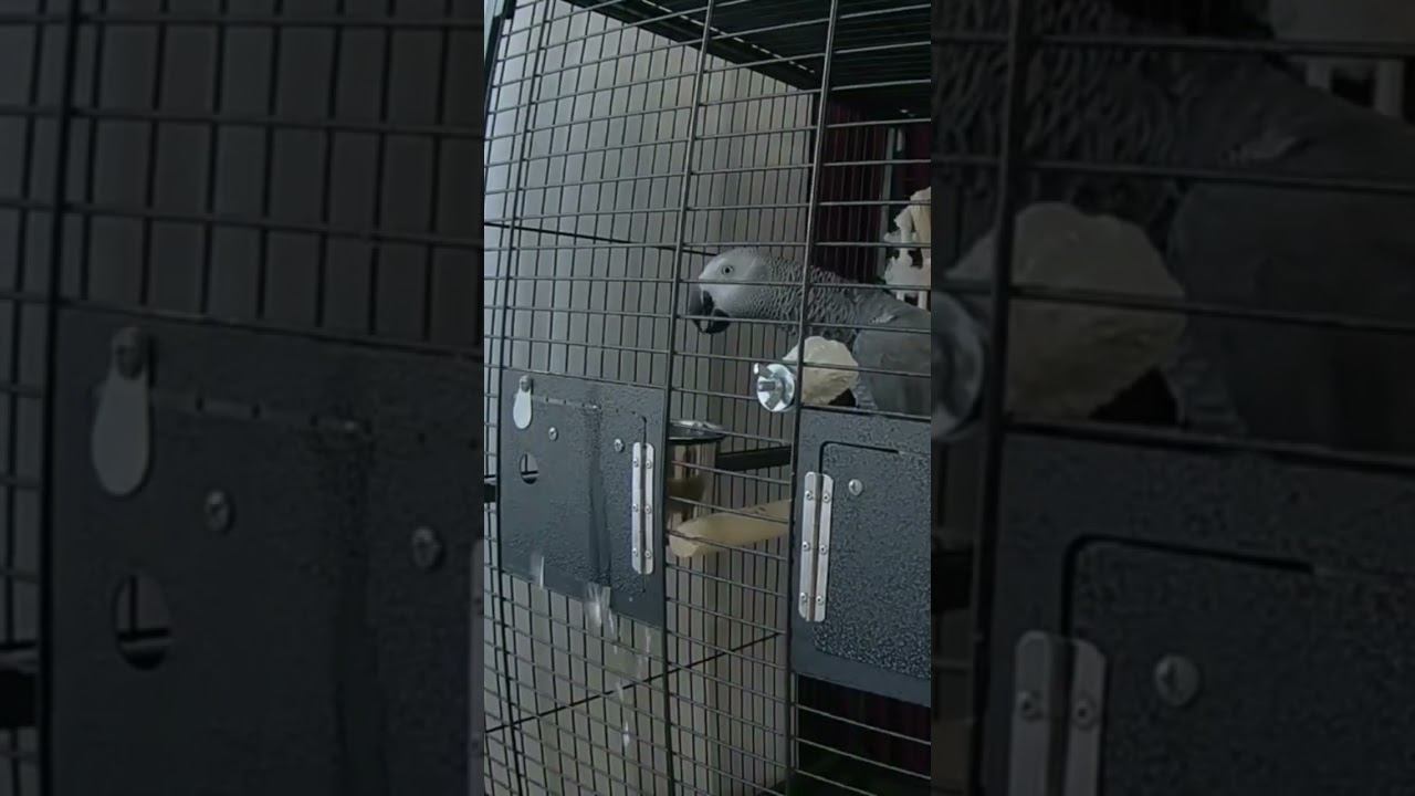 Серый Попугай Маркиз. #parrot #животные #интересно #жако