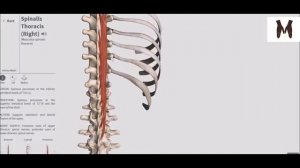 5. Глубокие мышцы спины (детальный обзор)