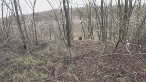 Английский Спрингер Спаниель-Фанки. Охота по Фазану 2024