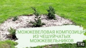 МОЖЖЕВЕЛОВАЯ КОМПОЗИЦИЯ ИЗ ЧЕШУЙЧАТЫХ МОЖЖЕВЕЛЬНИКОВ. 20.04.2023г.