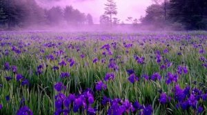 🎼. Инна Вальтер - «Небо»