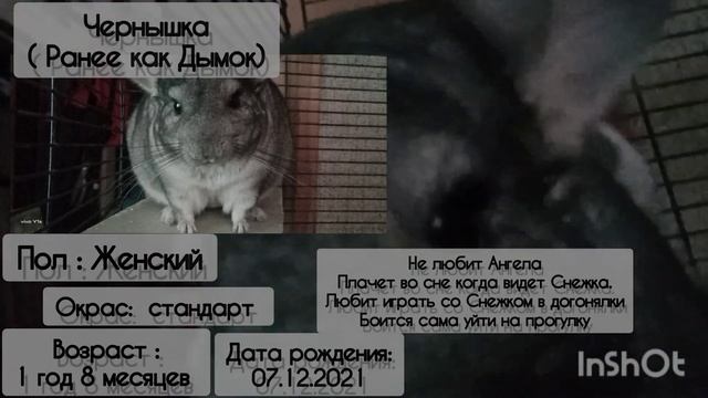 Биография моих шиншилл