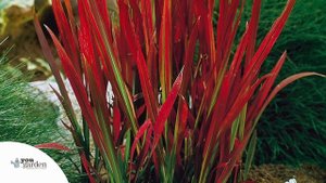 Imperata 'Red Baron'   Blood Grass