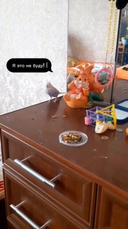 Так себя ведёт попугай, когда ему предлагаешь что то новое 😅