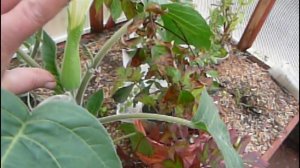 23 09 2017г урожай овощей.Датура.