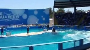 шоу касаток