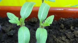 ПОСЕВЫ 2025-39. Когда начинать пикировать рассаду томатов? Зависит только от вас.