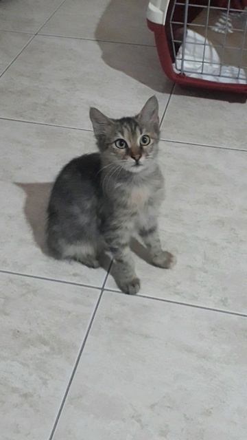 Скраффи заболела