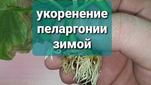 укоренение пеларгонии зимой