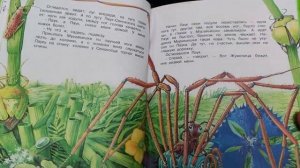 Буктрейлер «Сказки летнего леса»