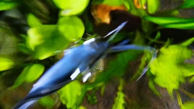 PHILIPPINE BLUEANGEL FISH | FULL HD смотреть онлайн