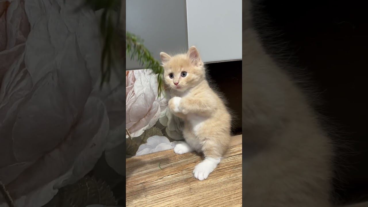 Рыжик Котенок 1 мес Красивый Умный #котята