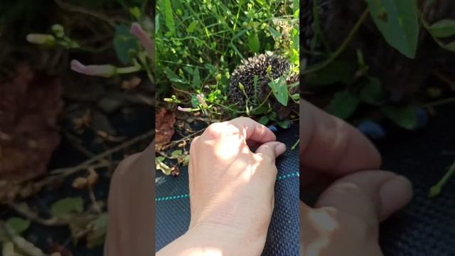 Ёжик и голубика