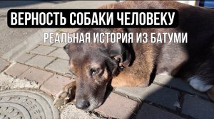 Грустная история верности в Батуми. Пёс, который ждет хозяина после его ухода из жизни