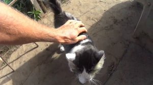 Почему Кошки и Коты🐈на Даче более здоровее чем их собратья в городских условиях (мои мысли💭)