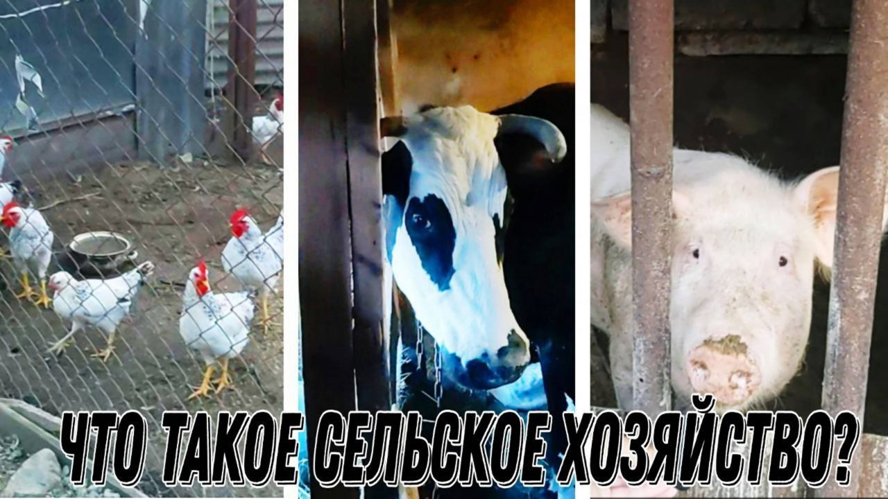 ЧТО ТАКОЕ СЕЛЬСКАЯ ЖИЗНЬ И СЕЛЬСКОЕ ХОЗЯЙСТВО