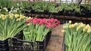 Тюльпаны теплица