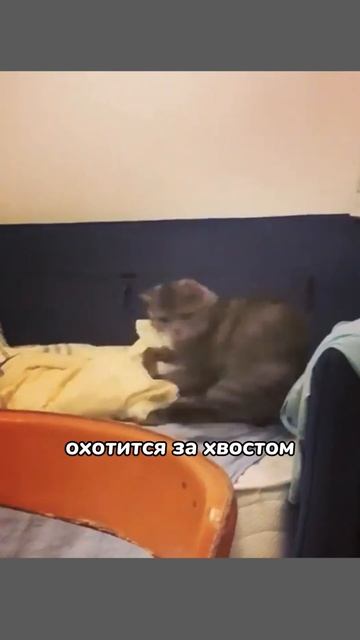 Почему кошка гоняется за хвостом? #кошка #кот #котики смотреть онлайн