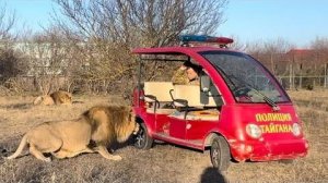 Лев КИНУЛСЯ в МАШИНУ, но получил от Олега Зубкова ПОЛОТЕНЦЕМ по наглой рыжей мор