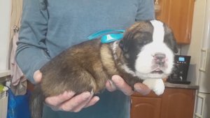 Щенок сенбернара № 2, кобель (13 дней) Щенки сенбернара +79171154106