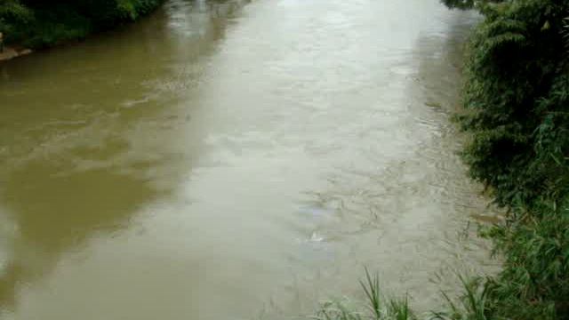 Шри ланка Катя в Ботаническом саду на мосту смотреть онлайн