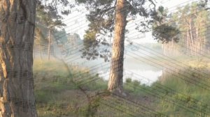 Лес и Музыка Чилл Хаус ( chill house ). Сборник прекрасных видов Лесных полян и чащ и лёгкая музыка