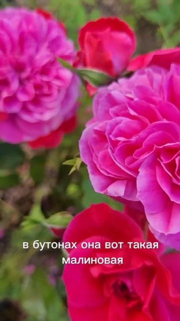 Роза Флорибунда Туркиш Делайт 💕 Саженцы